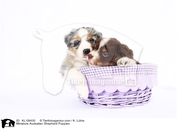 Miniature Australian Shepherd Puppies / KL-08430