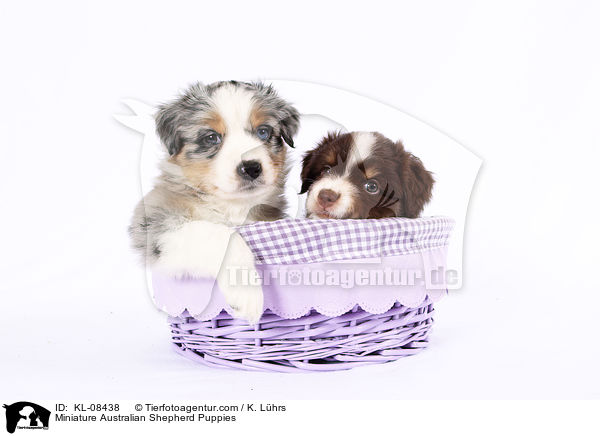 Miniature Australian Shepherd Puppies / KL-08438