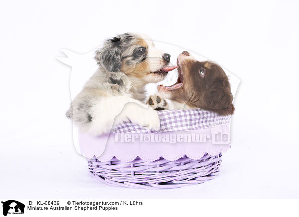 Miniature Australian Shepherd Puppies / KL-08439