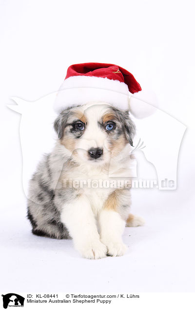 Miniature Australian Shepherd Puppy / KL-08441