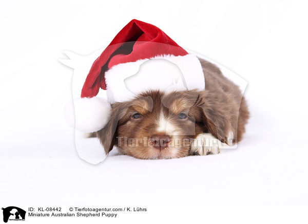 Miniature Australian Shepherd Puppy / KL-08442
