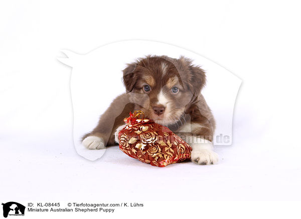 Miniature Australian Shepherd Puppy / KL-08445