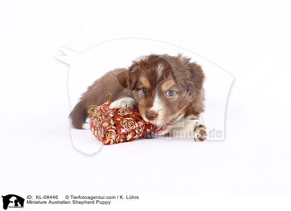 Miniature Australian Shepherd Puppy / KL-08446