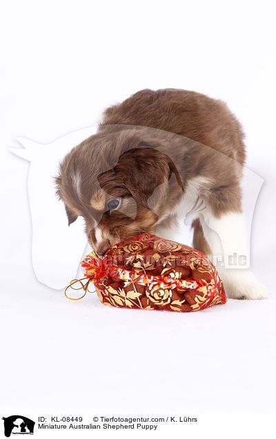 Miniature Australian Shepherd Puppy / KL-08449