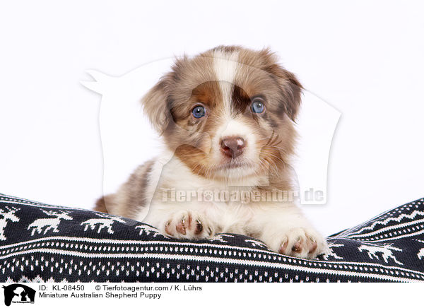 Miniature Australian Shepherd Puppy / KL-08450