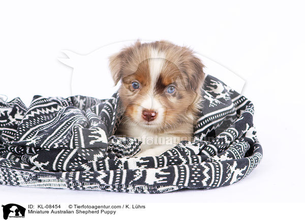 Miniature Australian Shepherd Puppy / KL-08454