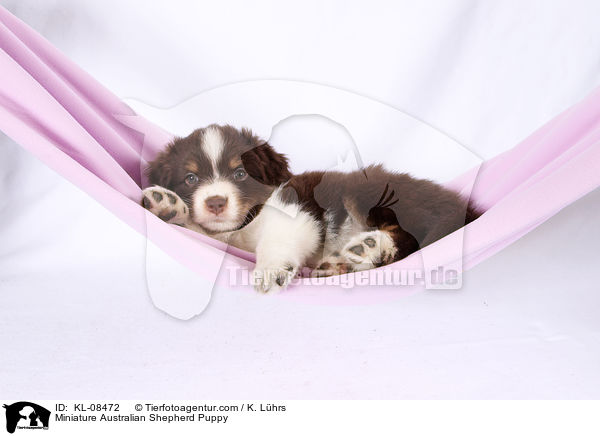 Miniature Australian Shepherd Puppy / KL-08472