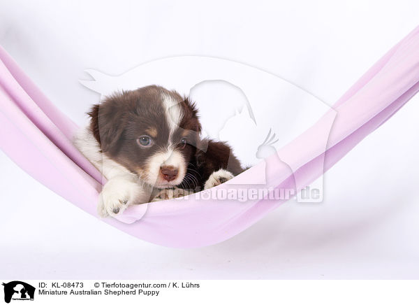 Miniature Australian Shepherd Welpe / Miniature Australian Shepherd Puppy / KL-08473