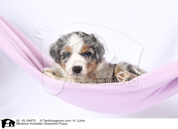 Miniature Australian Shepherd Welpe / Miniature Australian Shepherd Puppy / KL-08475