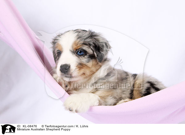 Miniature Australian Shepherd Puppy / KL-08476