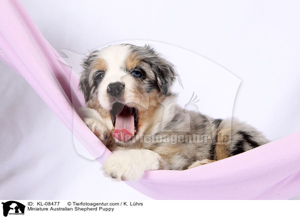 Miniature Australian Shepherd Puppy / KL-08477