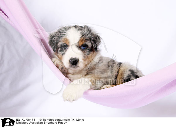 Miniature Australian Shepherd Puppy / KL-08478