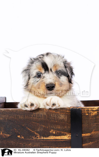 Miniature Australian Shepherd Puppy / KL-08482