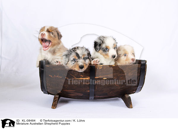 Miniature Australian Shepherd Puppies / KL-08484