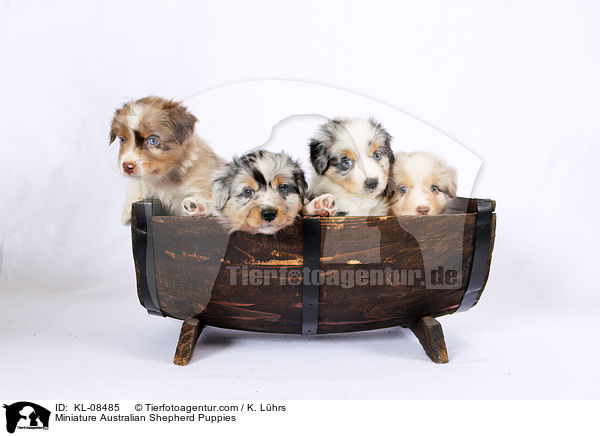 Miniature Australian Shepherd Puppies / KL-08485