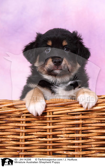 Miniature Australian Shepherd Puppy / JH-14296