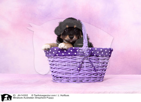 Miniature Australian Shepherd Puppy / JH-14302