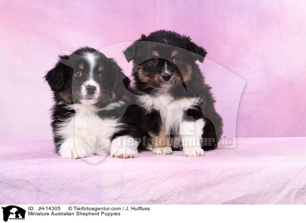 Miniature Australian Shepherd Puppies / JH-14305