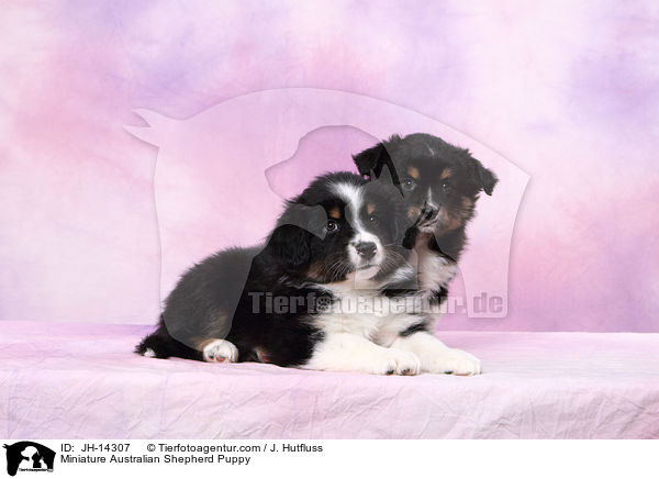 Miniature Australian Shepherd Puppy / JH-14307