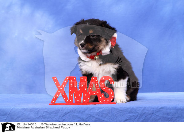 Miniature Australian Shepherd Puppy / JH-14315