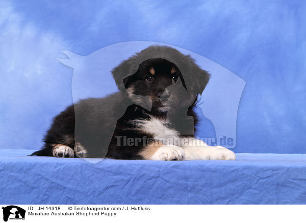 Miniature Australian Shepherd Puppy / JH-14318