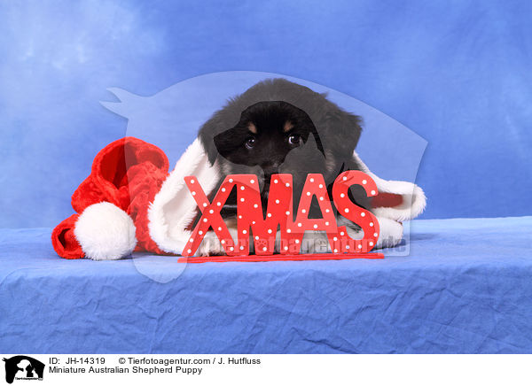 Miniature Australian Shepherd Welpe / Miniature Australian Shepherd Puppy / JH-14319