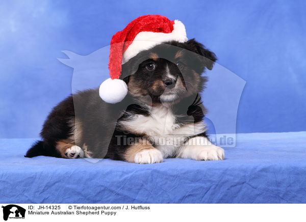 Miniature Australian Shepherd Welpe / Miniature Australian Shepherd Puppy / JH-14325