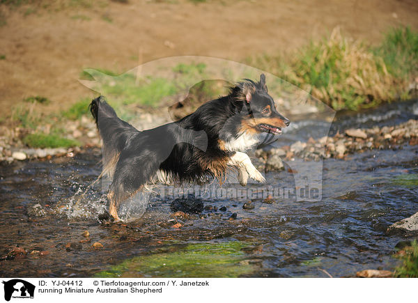running Miniature Australian Shepherd / YJ-04412