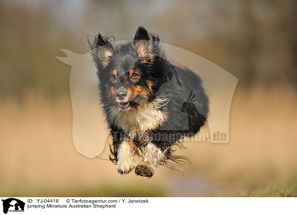 jumping Miniature Australian Shepherd / YJ-04418