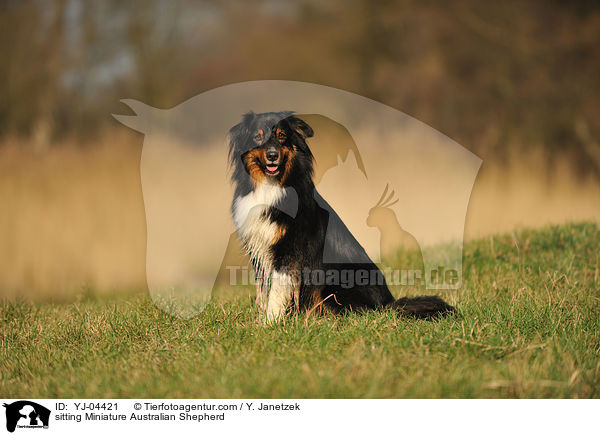 sitting Miniature Australian Shepherd / YJ-04421