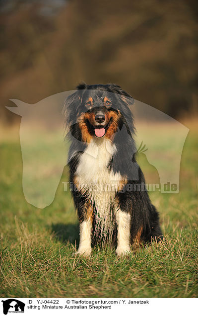 sitting Miniature Australian Shepherd / YJ-04422