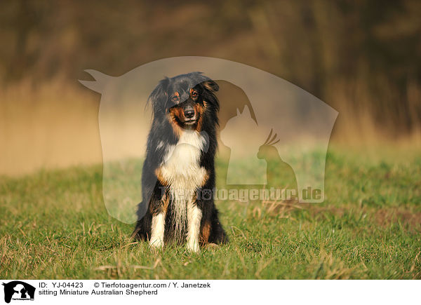 sitting Miniature Australian Shepherd / YJ-04423