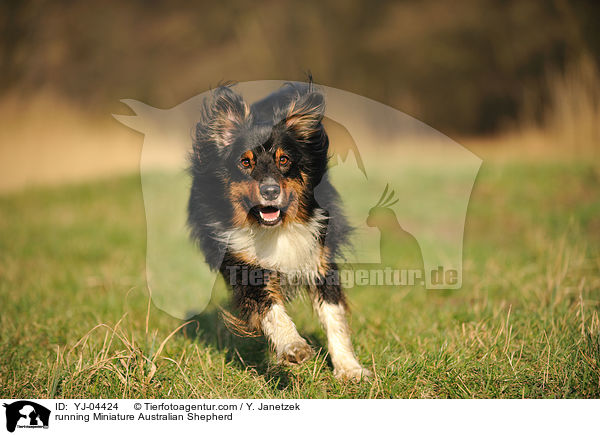 running Miniature Australian Shepherd / YJ-04424
