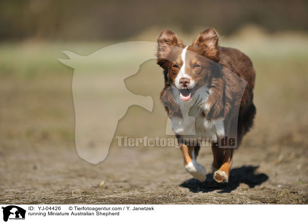 running Miniature Australian Shepherd / YJ-04426