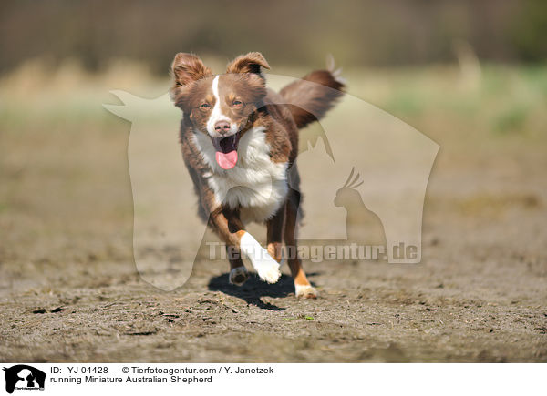 running Miniature Australian Shepherd / YJ-04428