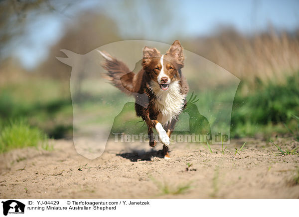 running Miniature Australian Shepherd / YJ-04429