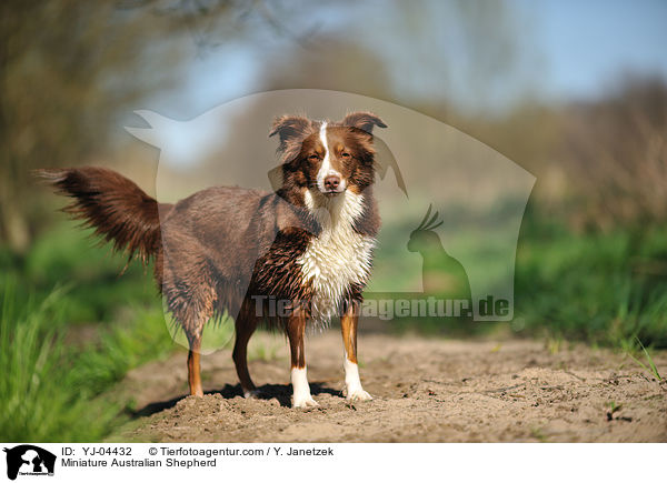 Miniature Australian Shepherd / YJ-04432