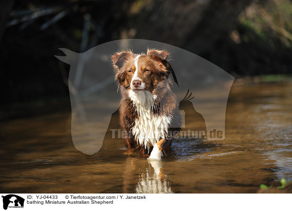 bathing Miniature Australian Shepherd / YJ-04433