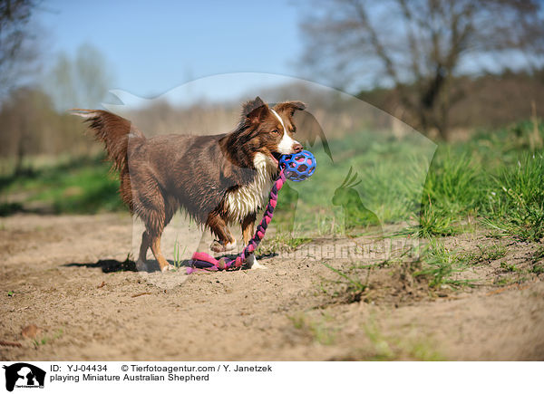 playing Miniature Australian Shepherd / YJ-04434