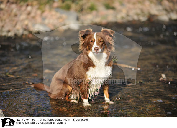 sitting Miniature Australian Shepherd / YJ-04436