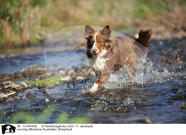 running Miniature Australian Shepherd / YJ-04438