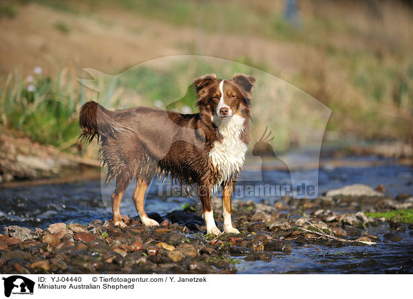 Miniature Australian Shepherd / YJ-04440
