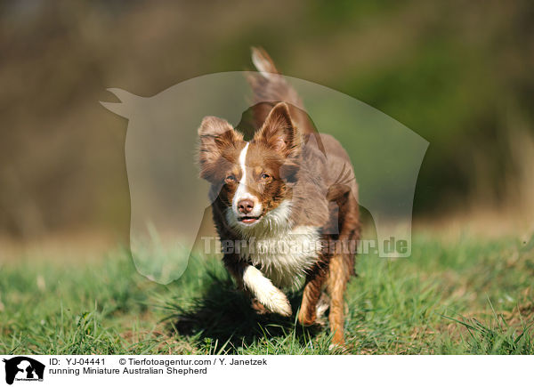 running Miniature Australian Shepherd / YJ-04441
