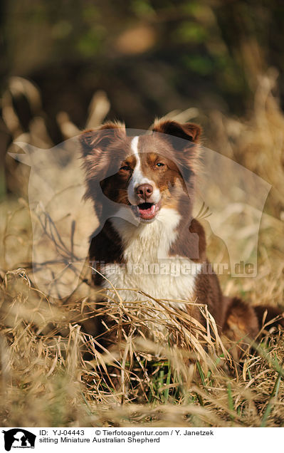sitting Miniature Australian Shepherd / YJ-04443