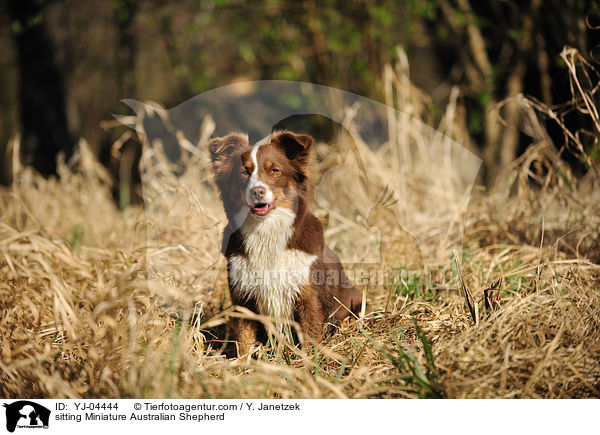 sitting Miniature Australian Shepherd / YJ-04444