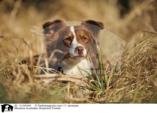 Miniature Australian Shepherd Portrait / YJ-04445
