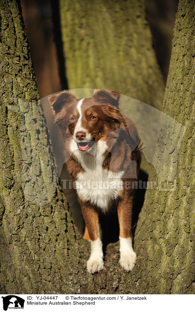 Miniature Australian Shepherd / YJ-04447