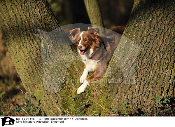 lying Miniature Australian Shepherd / YJ-04448