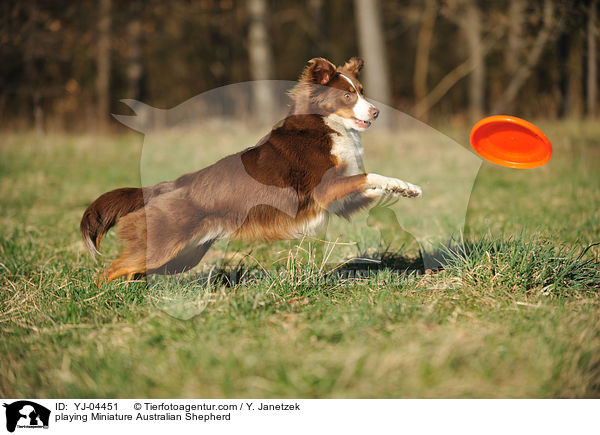 playing Miniature Australian Shepherd / YJ-04451