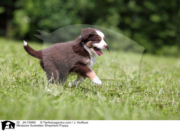 Miniature Australian Shepherd Puppy / JH-15889